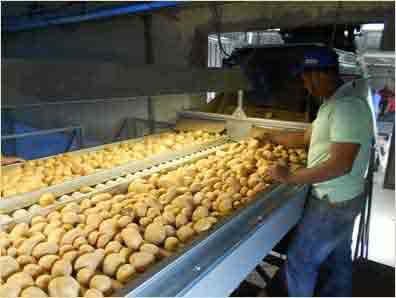 
Inspecting potatoes on a roller inspection table