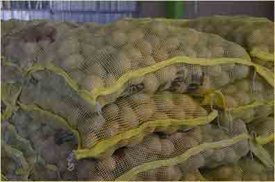 Potato bags, well weighed, well closed ready for the client