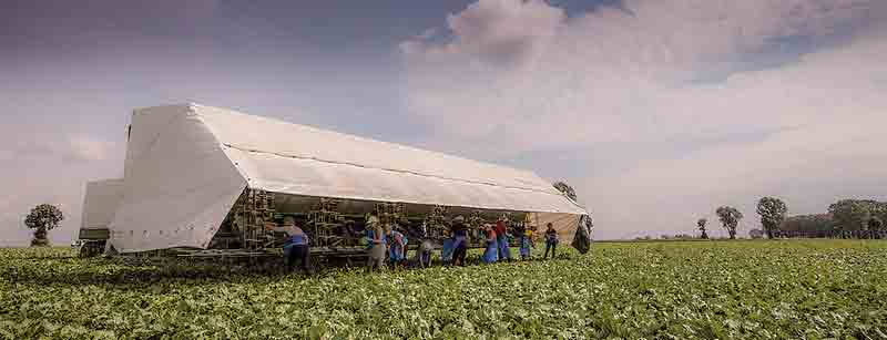 Mobile harvesting and packing unit for vegetables