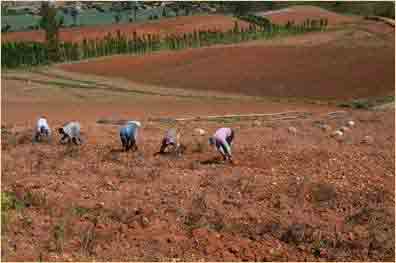 Between 20 and 25 people are needed to harvest a hectare with potatoes.