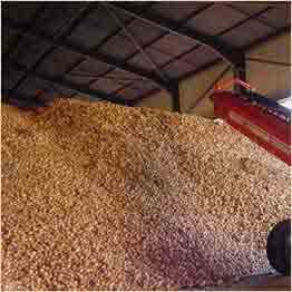 Filling a bulk storage facility with potatoes