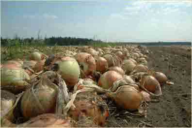 Onions in the field, ready for storage.