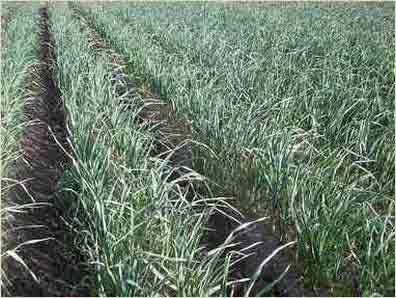 An onion field suitable for a mechanized harvest.
