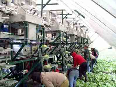 Harvesting and packing lettuce in the field
