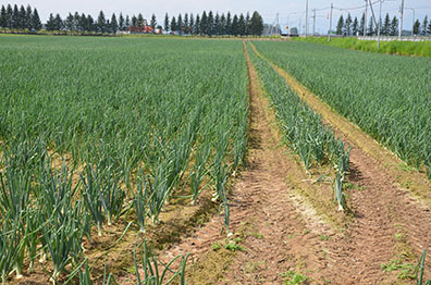 Hokkaido; Onions and rice are cultivated side by side.
