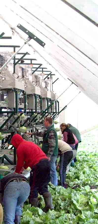 Lettuce, harvest and packing inthe field