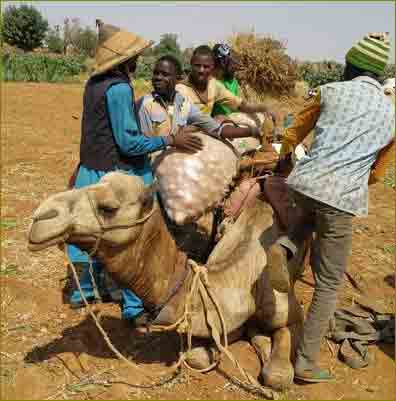 Loading a camel with 200 kf of onions in Nigeria