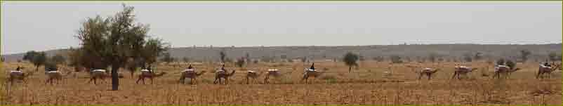 Onion transport in Nigeria, with camels